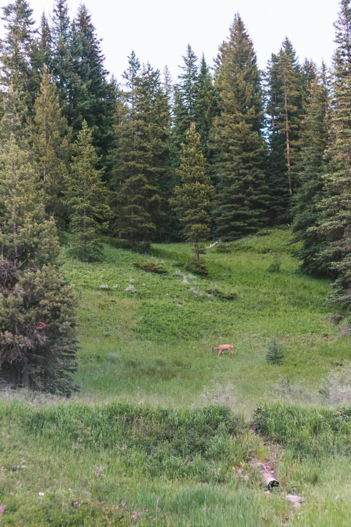 pexels-photo-17111102-17111102 Peaceful forest scene in Bozeman, MT with lush greenery and trees. Perfect for nature enthusiasts.